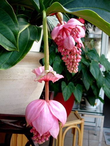 Medinilla Magnifica